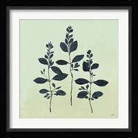 Botanical Study IV Sage Framed Print