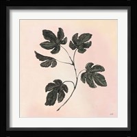 Botanical Study III Blush Framed Print