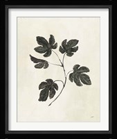 Botanical Study III Framed Print