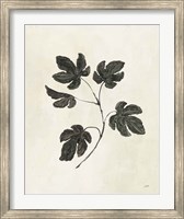 Botanical Study III Fine Art Print