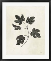 Botanical Study III Framed Print