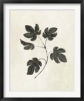 Botanical Study III Framed Print
