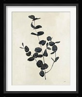 Botanical Study II Framed Print