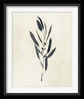 Botanical Study I Framed Print