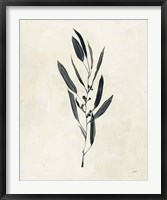 Botanical Study I Framed Print