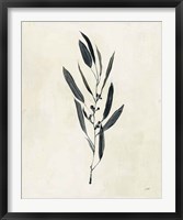 Botanical Study I Framed Print