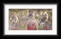 Birds on a Fence Fine Art Print