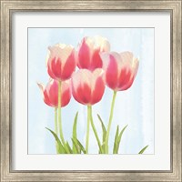 Fresh Spring Tulips III Fine Art Print