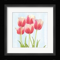 Fresh Spring Tulips III Fine Art Print