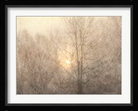 Fading Trees Sunlight Fine Art Print
