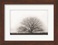 Foggy Old Tree Fine Art Print