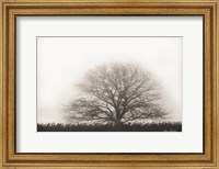 Foggy Old Tree Fine Art Print