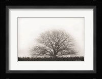 Foggy Old Tree Fine Art Print