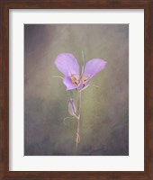 Sagebrush Mariposa Lily Fine Art Print