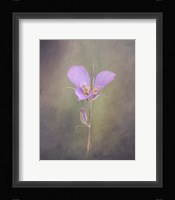 Sagebrush Mariposa Lily Fine Art Print