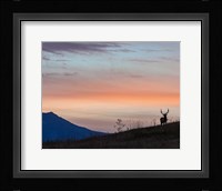 Elkscape Fine Art Print
