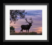Sunrise Bull Fine Art Print