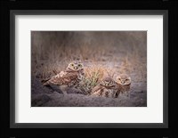 Burrowing Owl Fine Art Print