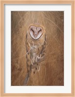 Barn Owl Fine Art Print