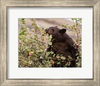 Black Bear Fine Art Print