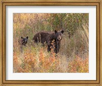 Black Bear Sow and Cub Fine Art Print