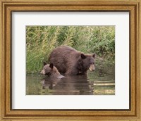 Black Bear Sow and Cub II Fine Art Print