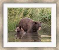 Black Bear Sow and Cub II Fine Art Print