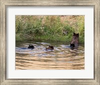 Black Bear Sow and Cubs Fine Art Print