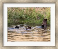 Black Bear Sow and Cubs Fine Art Print