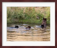 Black Bear Sow and Cubs Fine Art Print