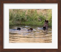 Black Bear Sow and Cubs Fine Art Print