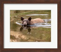 Black Bear Cub Fine Art Print