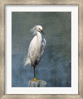 Snow Egret Fine Art Print