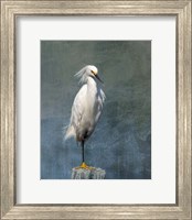 Snow Egret Fine Art Print