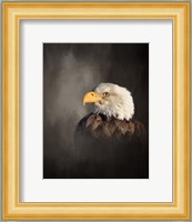 Bald Eagle Fine Art Print