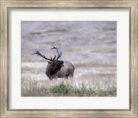 Bull Elk in Montana Fine Art Print