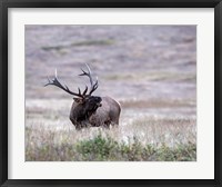 Bull Elk in Montana Fine Art Print