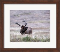 Bull Elk in Montana Fine Art Print