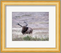 Bull Elk in Montana Fine Art Print