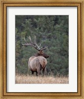 Bull Elk in Montana II Fine Art Print
