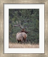 Bull Elk in Montana II Fine Art Print