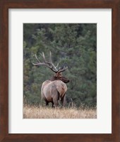 Bull Elk in Montana II Fine Art Print