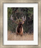 Bull Elk in Montana III Fine Art Print