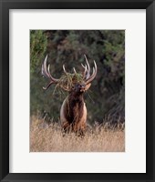 Bull Elk in Montana III Fine Art Print
