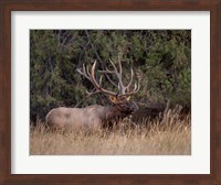 Bull Elk in Montana IV Fine Art Print