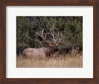 Bull Elk in Montana IV Fine Art Print