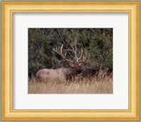 Bull Elk in Montana IV Fine Art Print