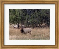 Bull Elk in Montana V Fine Art Print