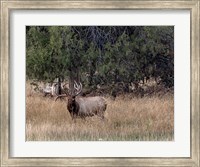 Bull Elk in Montana V Fine Art Print