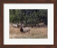 Bull Elk in Montana V Fine Art Print